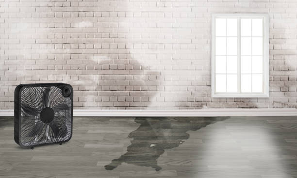 Best Water damage restoration near me  in Rowland, NC